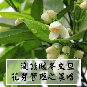 文旦樹剪枝影響花開|2019年淺談暖冬文旦花芽管理之策略 